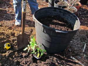 tomato_pit[4]