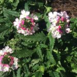 verbena_lanai