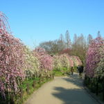 Weeping Apricots