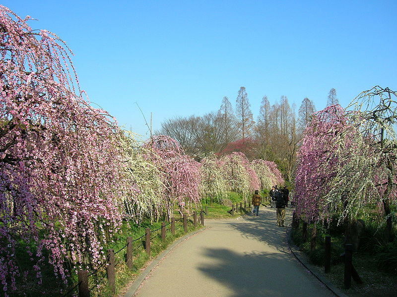 Weeping Plants: Drama in the Landscape
