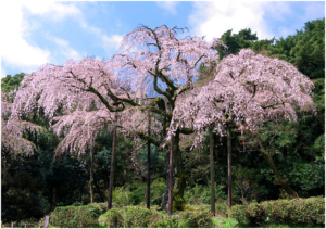 Weeping Cherry