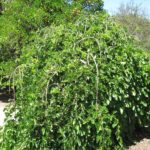 Weeping Mulberry
