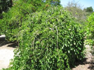 Weeping Mulberry