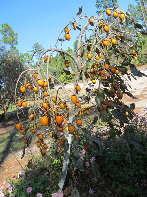 Weeping Persimmon