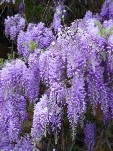 Wisteria Tree