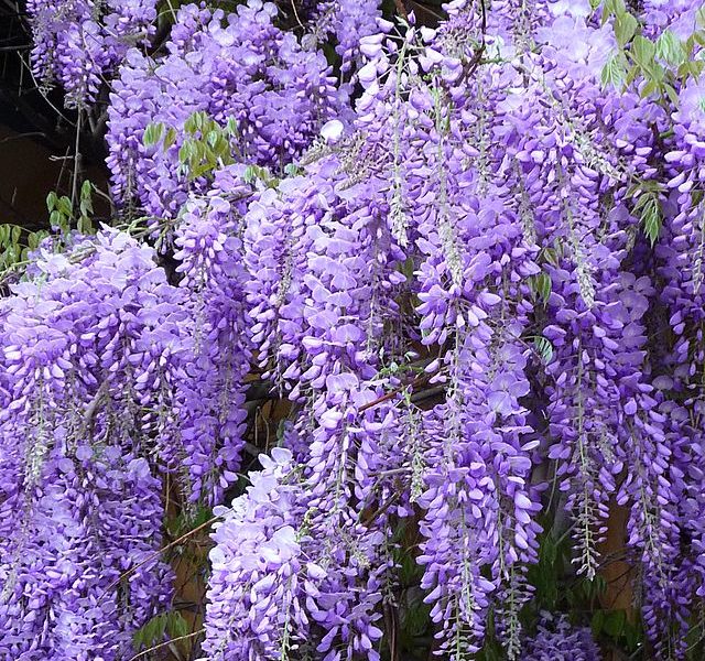 Scent Gardens of the South