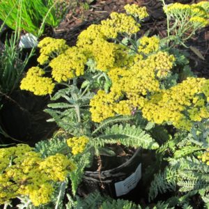 yarrow